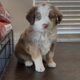 Girl 3 - Red merle female Miniature Australian Shepherd puppy in Pueblo, Colorado from Bear River Ranch LLC