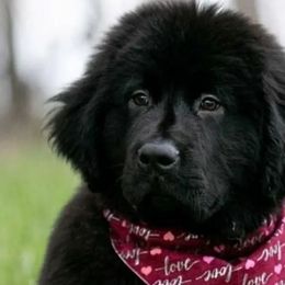 Newfoundlands from NorseGaels Newfoundlands