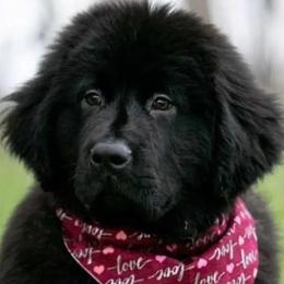 Newfoundlands from NorseGaels Newfoundlands