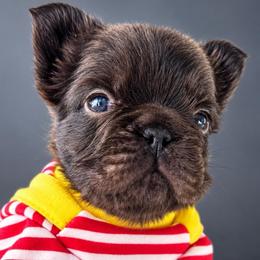 Moose-Big Name, Bigger Heart - Tricolors male French Bulldog puppy in Porter, Texas from Whatabulldog
