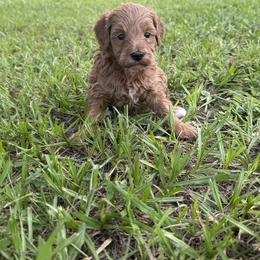 7020 - Red  female Goldendoodle puppy in Arcadia, Florida from KnuDawn Goldendoodles
