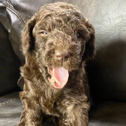 Aussiedoodle Puppies from White River Doodles