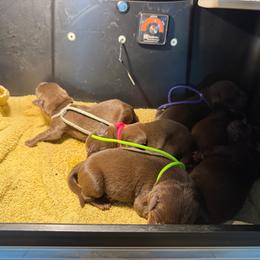 2nd Pick Female - Chocolate female Labrador Retriever puppy in Petersburg, West Virginia from Shoreline Retrievers