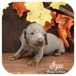 IZAC - AKC Registered - Fawn (isabella) and tan male Dachshund puppy in Graceville, Florida from Misty's 101 Doxies
