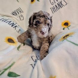Bruno - Merle male Goldendoodle puppy in Surprise, Arizona from Gentle Paw Poodles and Doodles