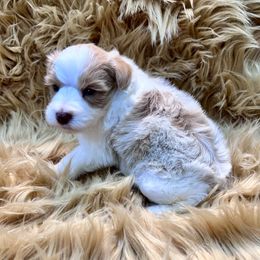 Boy 1 - Wheaten male Miniature Schnauzer puppy in Silsbee, Texas from My Little Schnauzer Pals