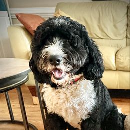 Duke - Bernedoodle