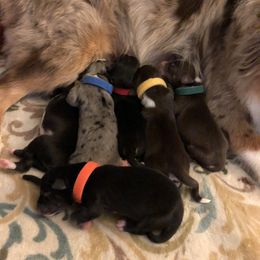 Miniature Australian Shepherd Puppies from Ace’s Mini Aussies
