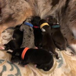 Miniature Australian Shepherd Puppies from Ace’s Mini Aussies