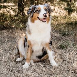 Kemah - Blue merle female Australian Shepherd puppy in Durant, Oklahoma from Aussome Okie Aussies