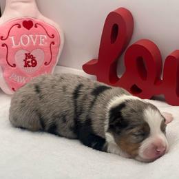Star - Blue merle female Toy Australian Shepherd puppy in Norco, California from River Springs Aussies