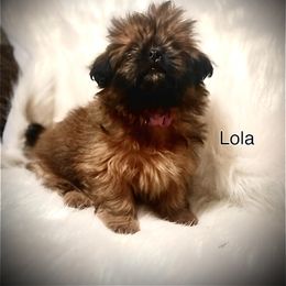 Shih Tzu Puppies from LowCol Ranch
