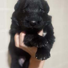 Red - Black male German Shepherd puppy in Pickens, South Carolina from Von Maqqedah Haus German Shepherds