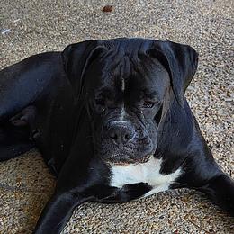 Jessy - Boxer