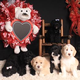 Double Doodle, Labradoodle, Poodle, and Yorkshire Terrier Puppies from Cotton Rack Doodles