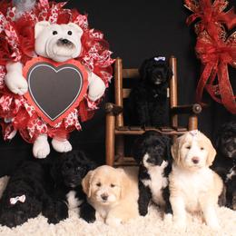 Double Doodle, Labradoodle, Poodle, and Yorkshire Terrier Puppies from Cotton Rack Doodles
