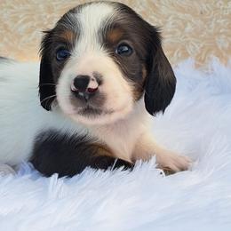 3000..Cruella black and tan dapple pie - Piebald female Dachshund puppy in Winter Haven, Florida from Gateway 2 Little Paws