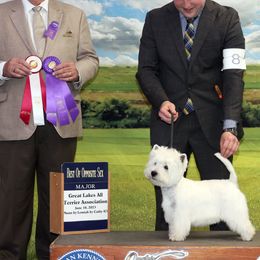 German Shepherds and West Highland White Terriers from Country Grove Breeding LLC
