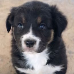 Zero - Black tri-color male Australian Shepherd puppy in Neola, Utah from Wall To Wall Aussies