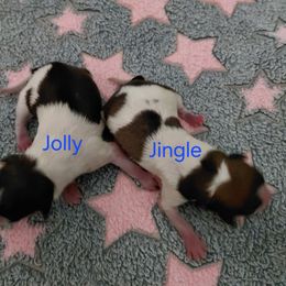 Jolly - White and sable male Papillon puppy in Harrisburg, Illinois from Joy Furey Pixy Puff Papillons