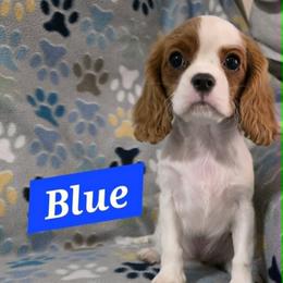 Blue - Blenheim female Cavalier King Charles Spaniel puppy in Glendale, Arizona from Comforting Cavaliers
