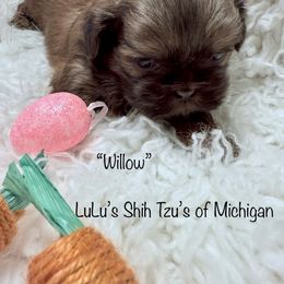 Willow - Chocolate Shih Tzu puppy in Ann Arbor, Michigan from LuLu’s Shih Tzu’s of Michigan