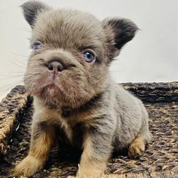 Ares - Liver male French Bulldog puppy in Amarillo, Texas from Bomb City Bulldogs
