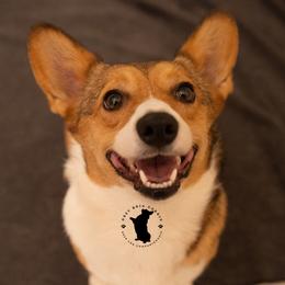 Jesse - Pembroke Welsh Corgi