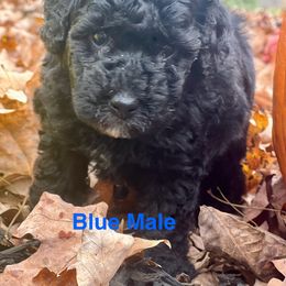 Aussiedoodle Puppies from Crabtree Farm Doodles