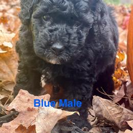 Aussiedoodle Puppies from Crabtree Farm Doodles