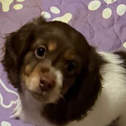 Bjorn - Piebald male Dachshund puppy in Goleta, California from CBOO Doxies