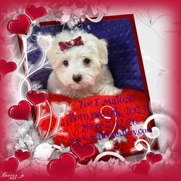 Zoe - White female Maltese puppy in Silverhill, Alabama from Malteseuluv’s Tiny Treasurers