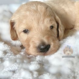 Goldendoodle and Poodle Puppies from Poodlely