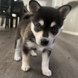 Alaskan Klee Kai Puppies from Lucky Charm Farms