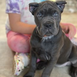 Girl 5 - Cane Corso puppy from Midwest Cane Corso in Action