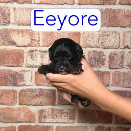 Eeyore - Black and tan male Cavapoo puppy in Calhoun, Georgia from Happy Top Doodles