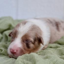 Dinah - Red merle female Australian Shepherd puppy in Star City, Arkansas from Blush & Lace Aussie Co.