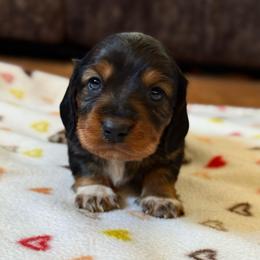 Thin mint - Black and tan male Dachshund puppy in New Mexico from Long Dog Ranch
