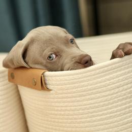 Weimaraner puppies from Twelve Acre Wood Weimaraners