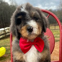 Jolly is a Tri Color blue phantom merle - Tri-color Bernedoodle puppy in Macon County, North Carolina from Mountain Doodles