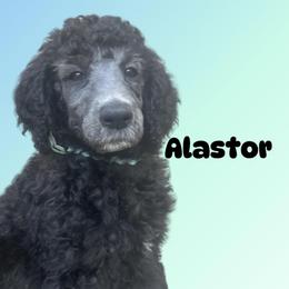 Alastor - Black male Poodle puppy in Baltimore, Maryland from Steinrock’s Standards
