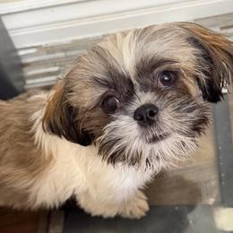 Bobby - Brindle and white male Shih Tzu puppy in Victorville, California from RUMBLE n TUMBLE