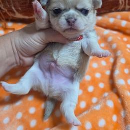 Alvin - Merle male Chihuahua puppy in Brooksville, Florida from Daystars Chihuahuas