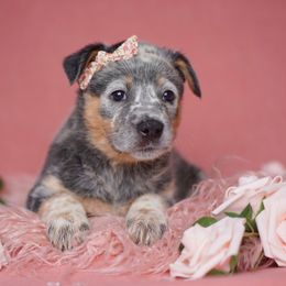 Australian Cattle Dog and Collie Puppies from Blackberry Hills