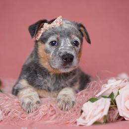 Australian Cattle Dog and Collie Puppies from Blackberry Hills