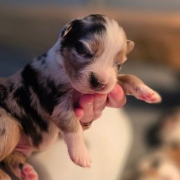 Rio - Blue merle male Australian Shepherd puppy in Solon, Maine from Mountain Range Australian Shepherds