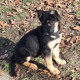 German Shepherd Puppies from Fern Hill Kennel