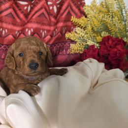 Felicity - Red  female Poodle puppy in Fort Salonga, New York from Blues Performance Poodles