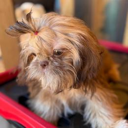 Jimmie - Lilac male Shih Tzu puppy in Victorville, California from RUMBLE n TUMBLE