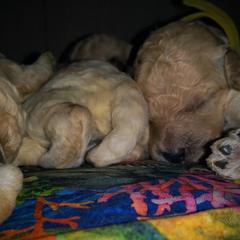 Poodle Puppies from Bellissimo Standard Poodles
